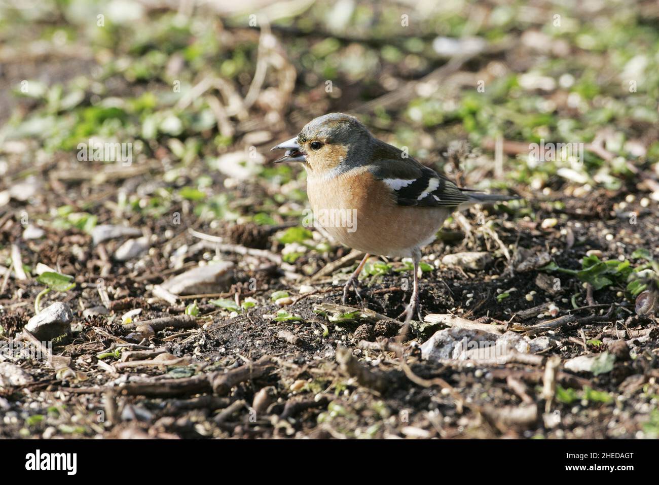 Comune chaffinch Fringilla coelebs maschio in inverno piumage alimentazione sul terreno Hampshire Inghilterra Foto Stock