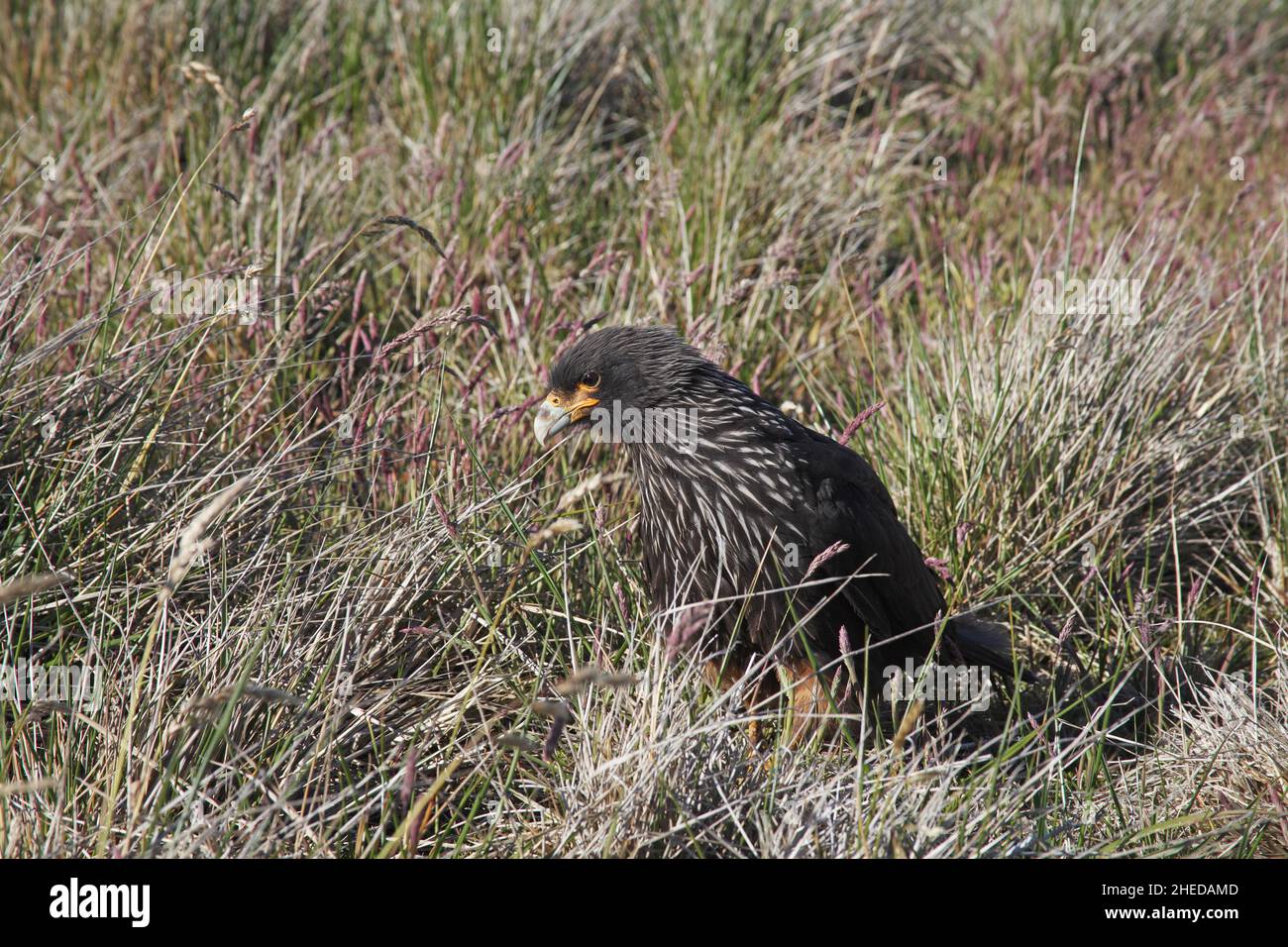 Caracara striata Falcoboenus australis alla ricerca di cibo nelle praterie, Isole Falkland Foto Stock