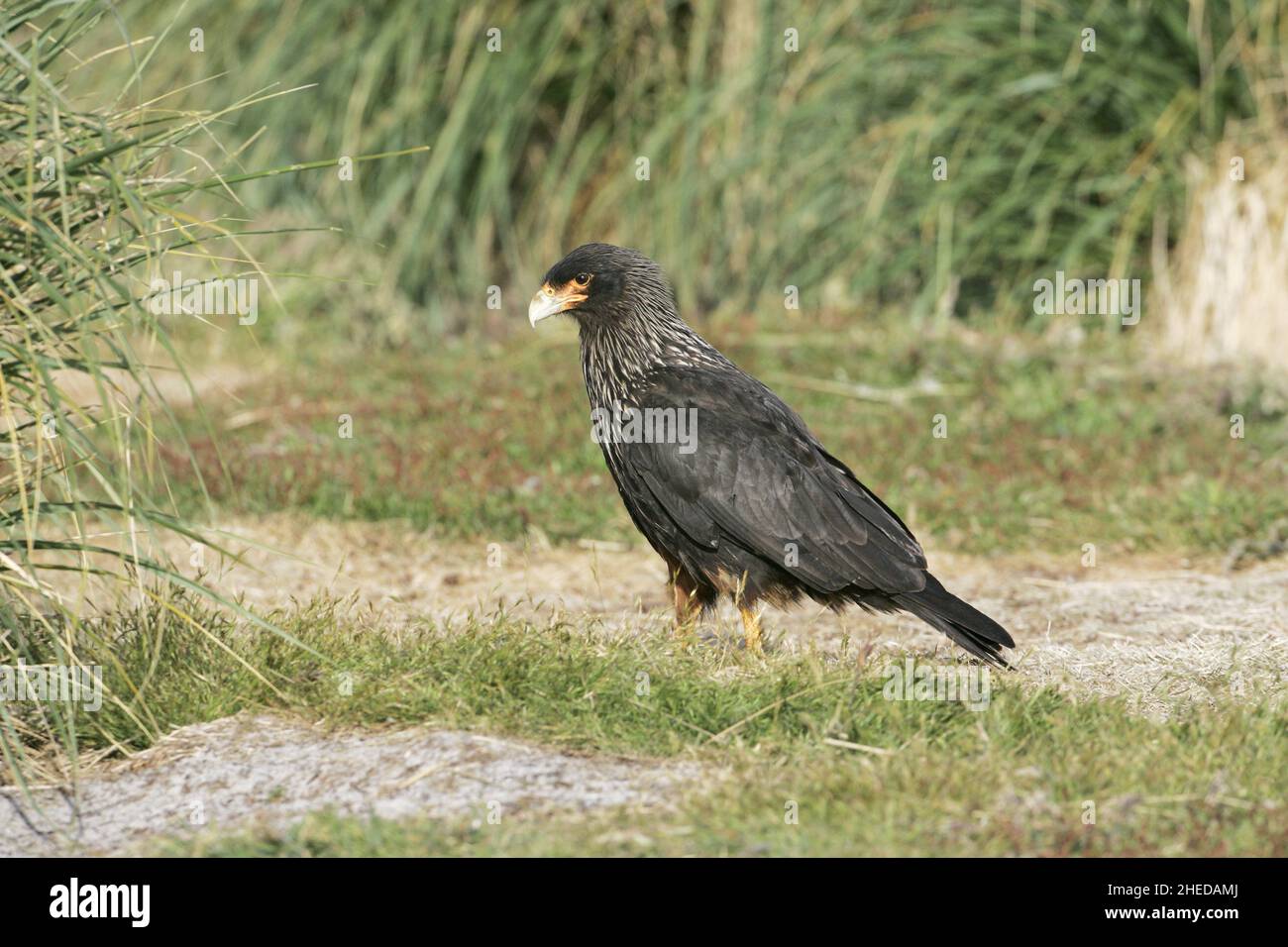 Caracara striata Falcoboenus australis alla ricerca di cibo nelle praterie, Isole Falkland Foto Stock