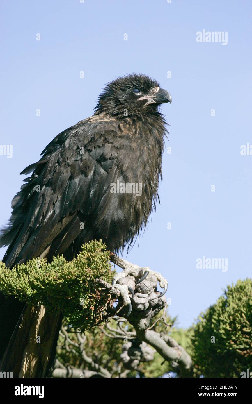 Caracara striata Falboenus australis giovanile arroccato nell'albero, Isole Falkland Foto Stock