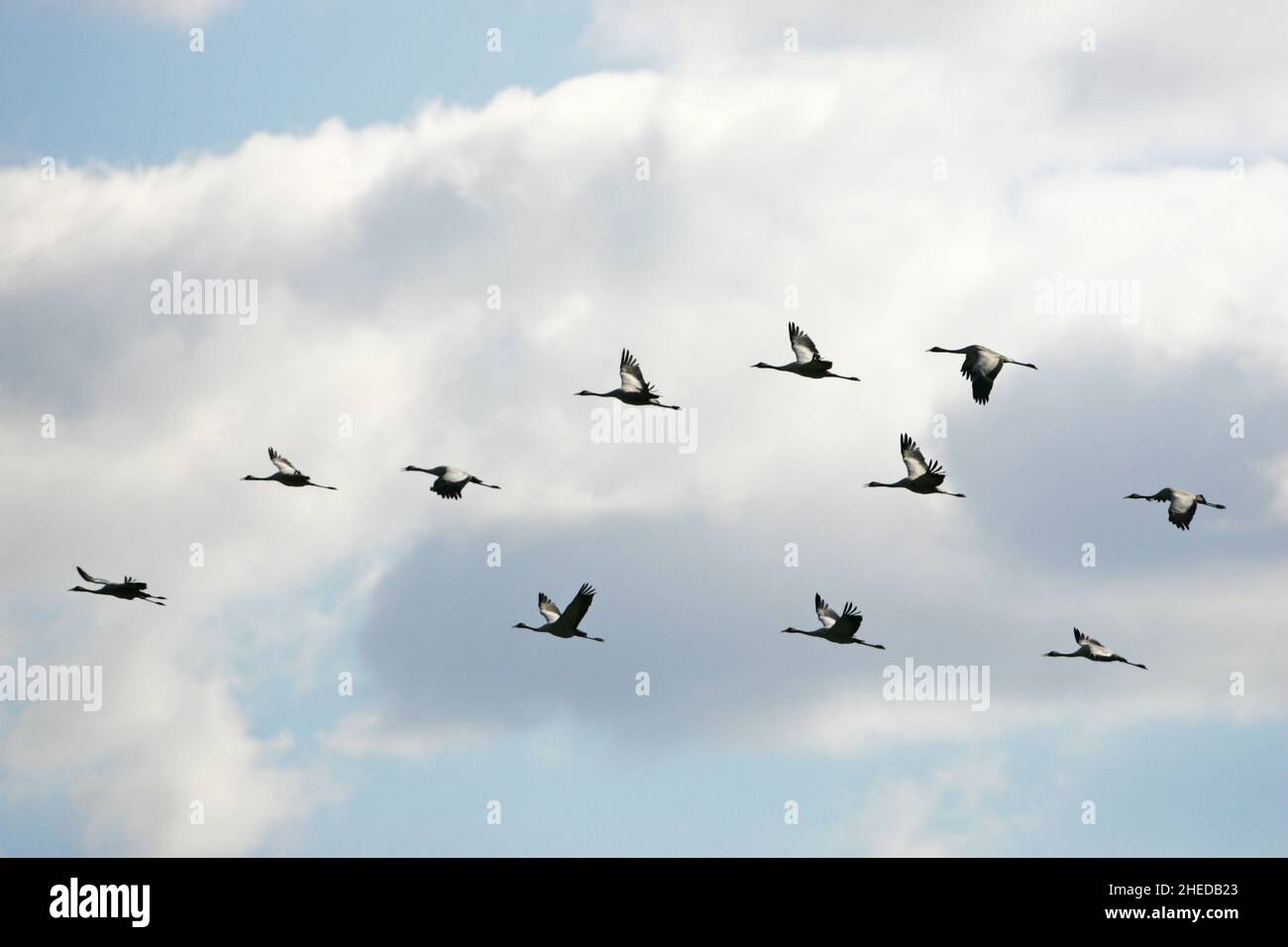 Gru comune Grus grus gruppo di undici in volo, Camargue, Francia Foto Stock