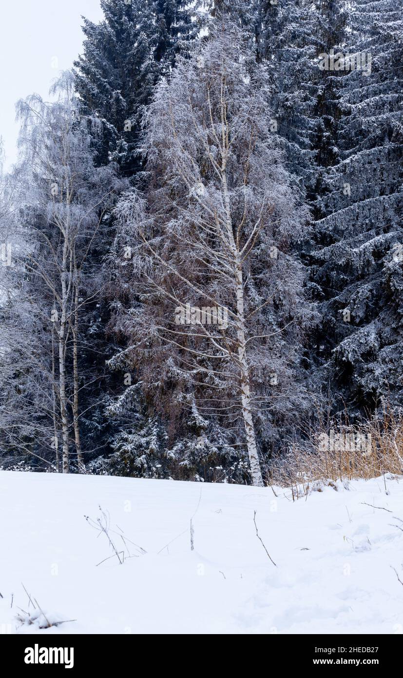 Un albero di betulla i cui rami sono ricoperti di neve fresca si staglia sullo sfondo verde scuro e bianco dei pini. C'è neve . Foto Stock
