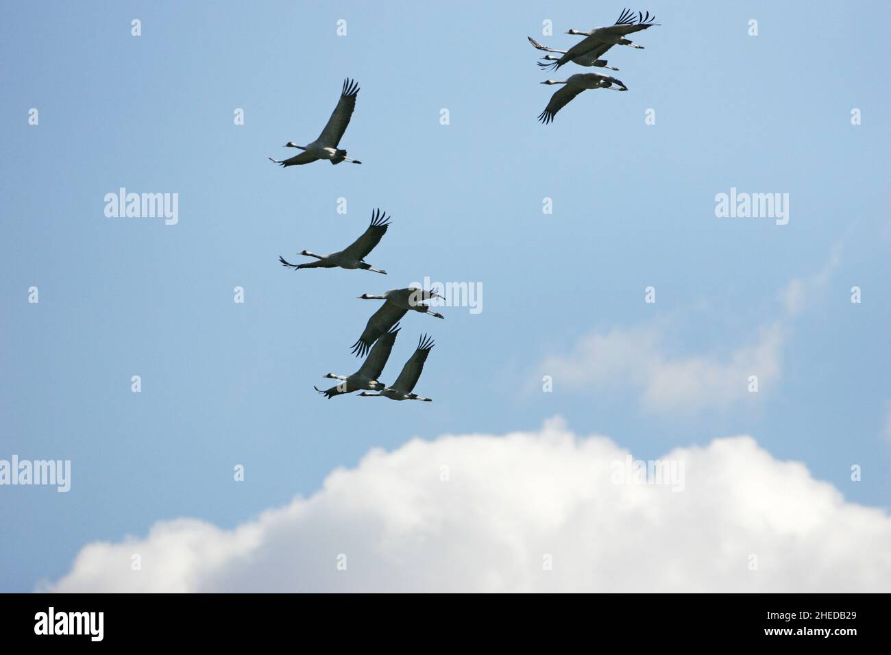 Gru comune Grus grus gruppo di otto in volo, Camargue, Francia Foto Stock
