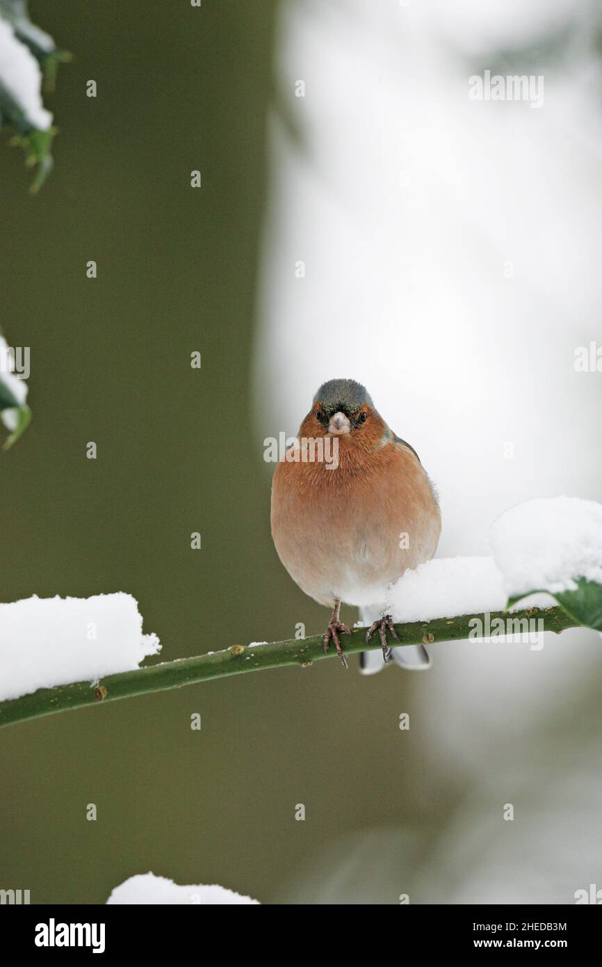 Comune Fringella fringuello maschio coelebs appollaiato sul ramo nevoso New Forest National Park Hampshire England Regno Unito Foto Stock