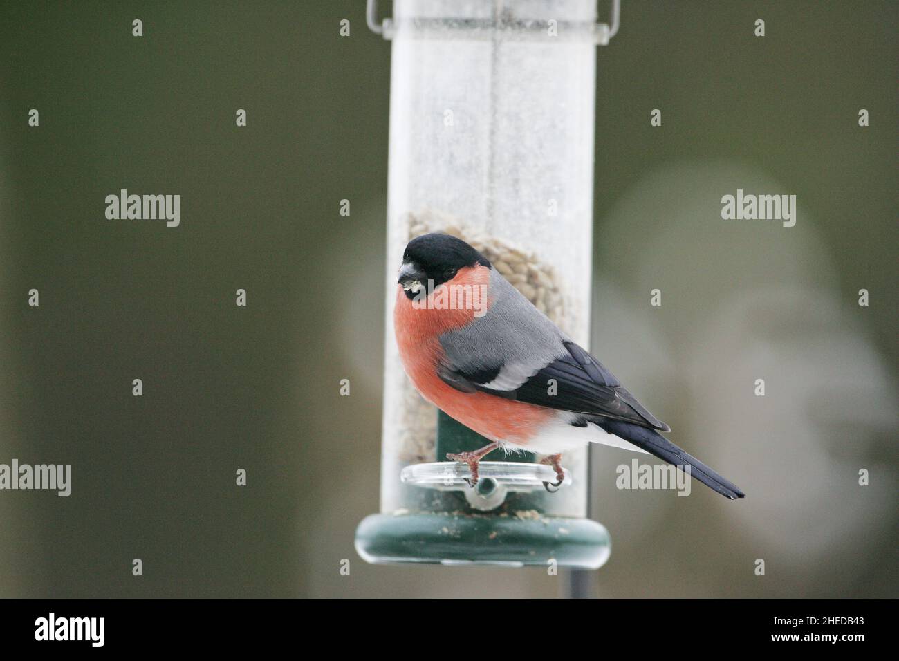 Ciuffolotto Pyrrhula pyrrhula maschio alimentatore a Blandford Dorset England Regno Unito Foto Stock