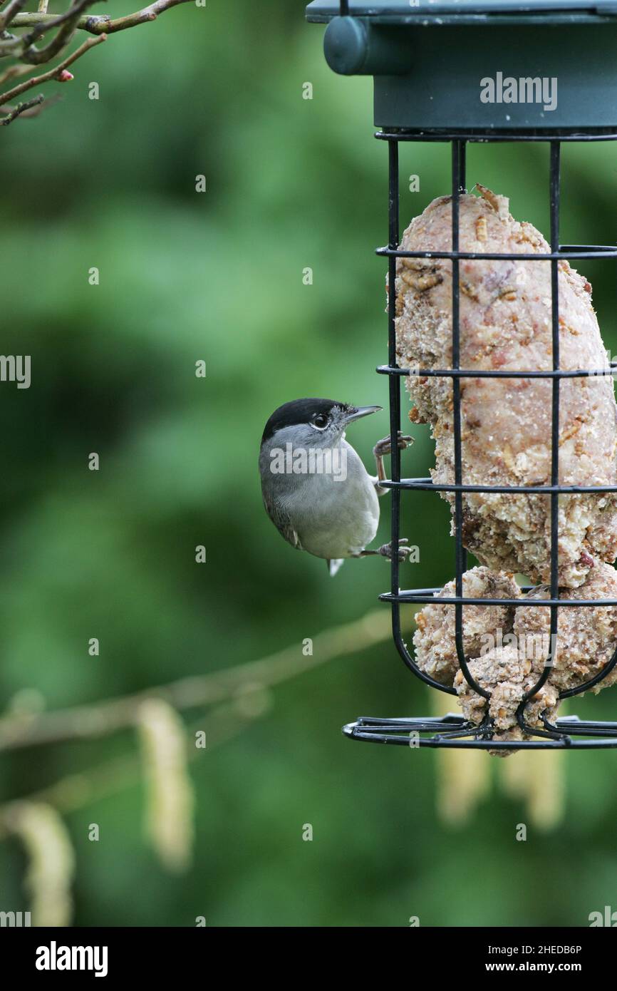 Capinera Sylvia atricapilla maschio a fat alimentatore in un giardino Ringwood Hampshire England Regno Unito Foto Stock