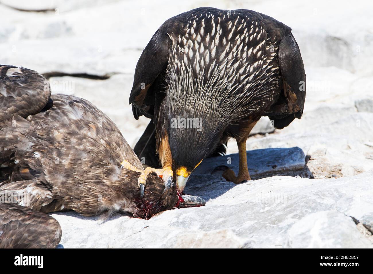 Caracara striato Phalcoboenus australis uccidere un Falkland Catharacta Skua antartico su una spiaggia di Sea Lion Island Isole Falkland Novembre 2015 Foto Stock