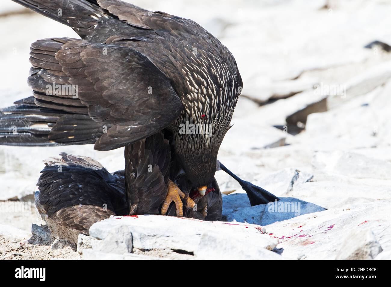 Caracara striato Phalcoboenus australis uccidere un Falkland Catharacta Skua antartico su una spiaggia di Sea Lion Island Isole Falkland Novembre 2015 Foto Stock