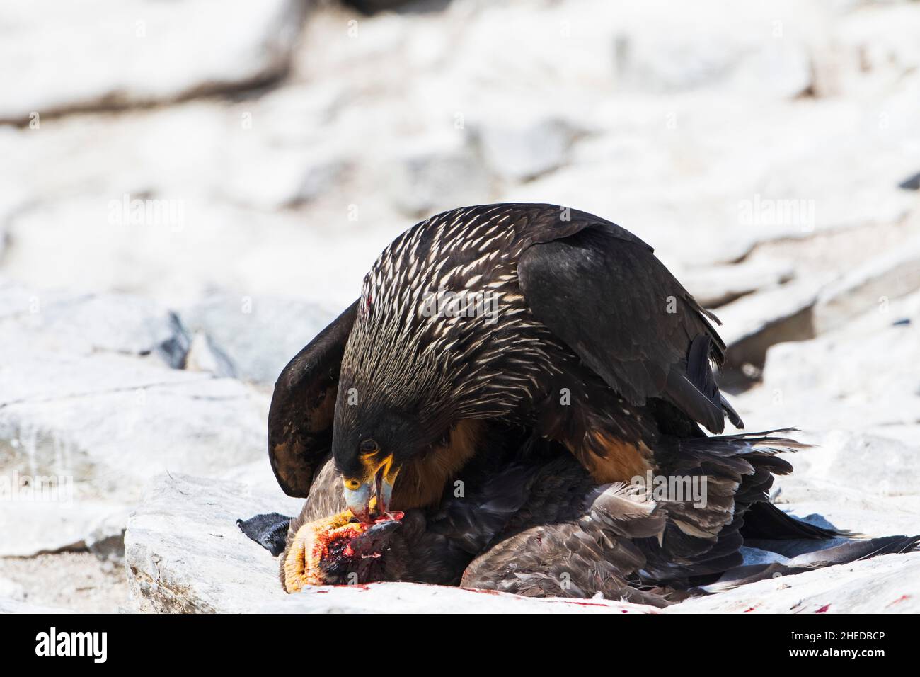 Caracara striato Phalcoboenus australis uccidere un Falkland Catharacta Skua antartico su una spiaggia di Sea Lion Island Isole Falkland Novembre 2015 Foto Stock