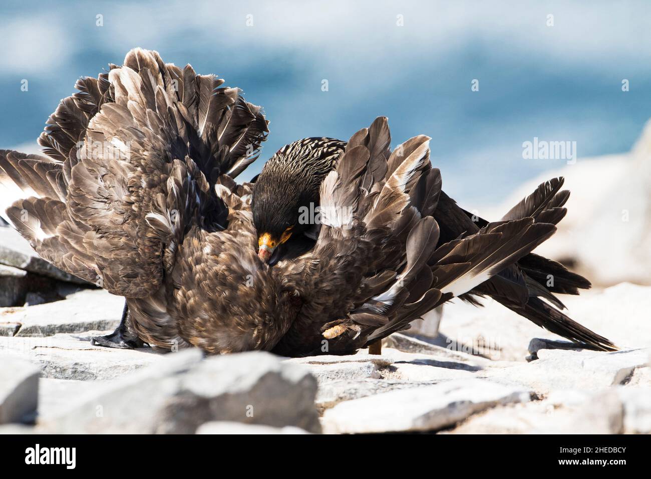 Caracara striato Phalcoboenus australis uccidere un Falkland Catharacta Skua antartico su una spiaggia di Sea Lion Island Isole Falkland Novembre 2015 Foto Stock