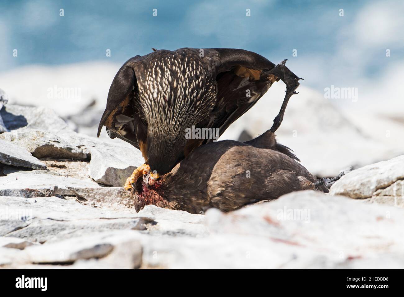 Caracara striato Phalcoboenus australis uccidere un Falkland Catharacta Skua antartico su una spiaggia di Sea Lion Island Isole Falkland Novembre 2015 Foto Stock