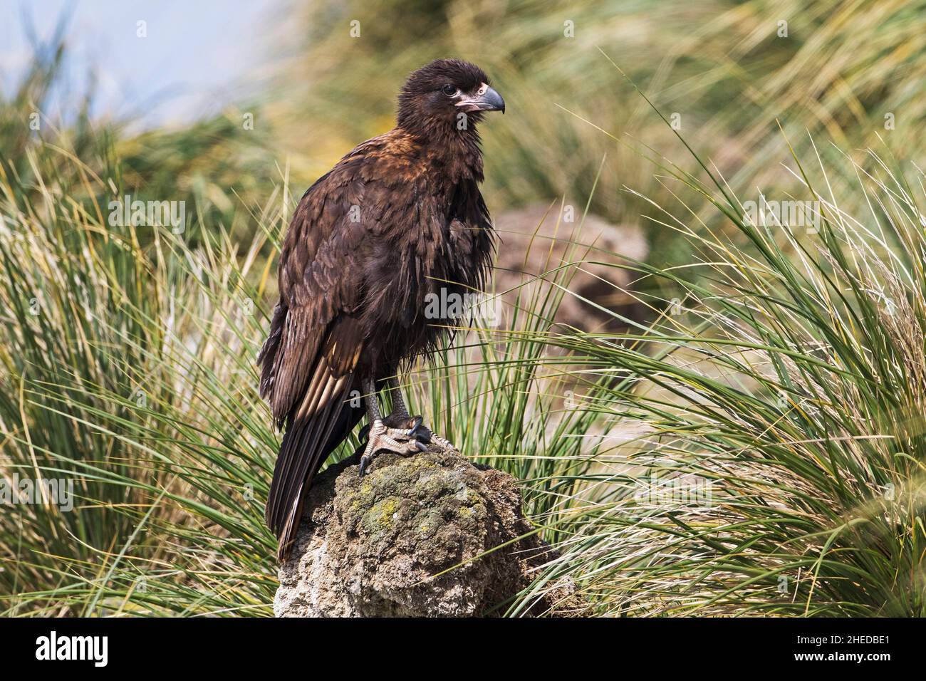 Caracara striato Phalcoboenus australis arroccato su dead hummock più deprimente Island Isole Falkland Novembre 2015 Foto Stock