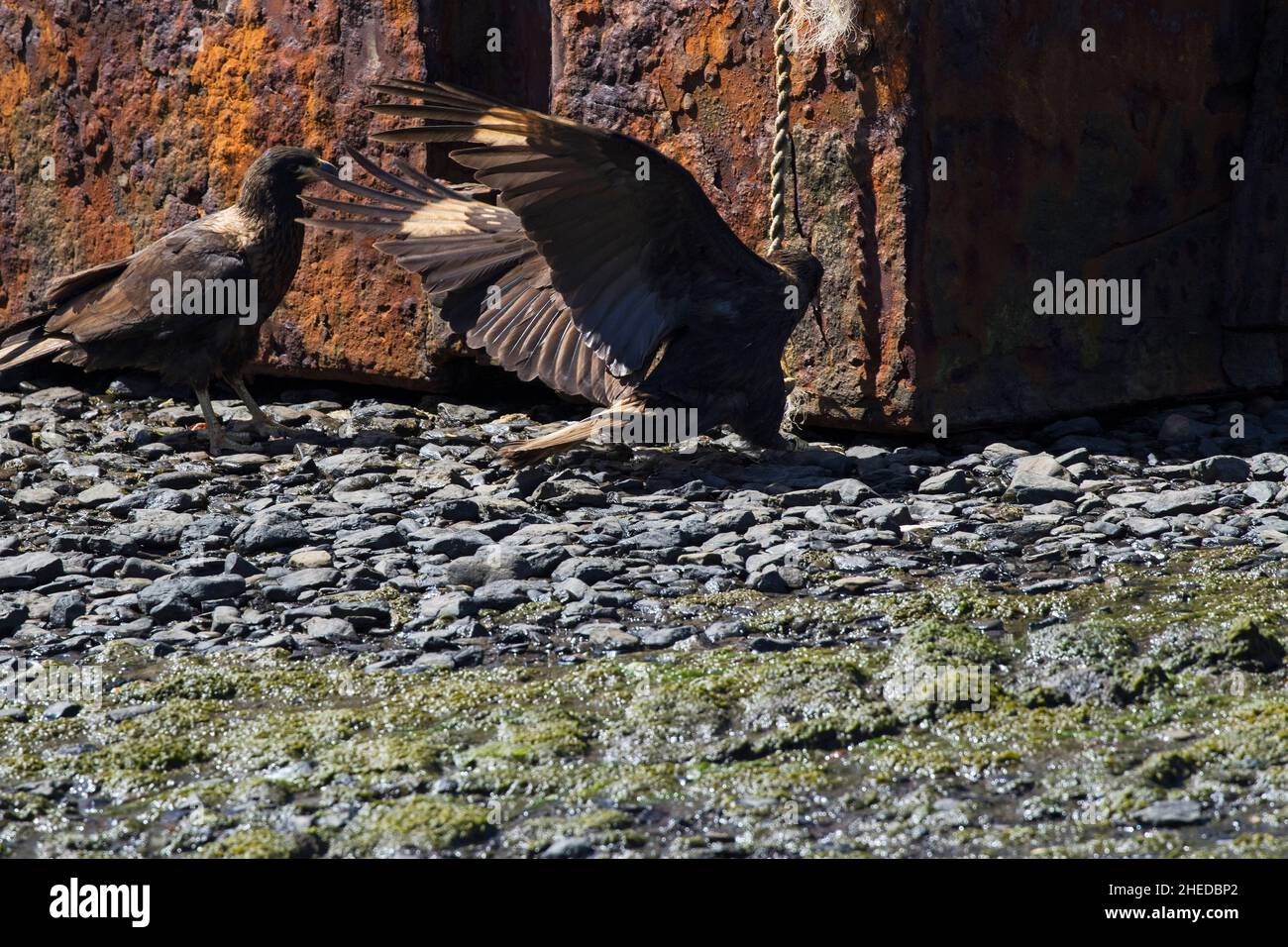 Caracara striata Phalcoboenus australis giocando con la corda, Saunders Island Isole Falkland territorio britannico oltremare Novembre 2016 Foto Stock