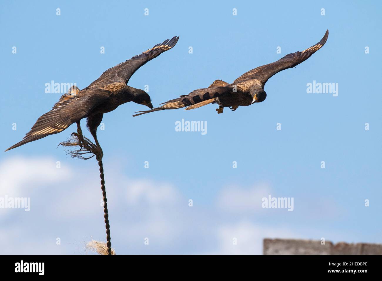 Caracara striata Phalcoboenus australis giocando con la corda con un secondo bird watching, Saunders Island Falkland Islands British Overseas Territory Foto Stock