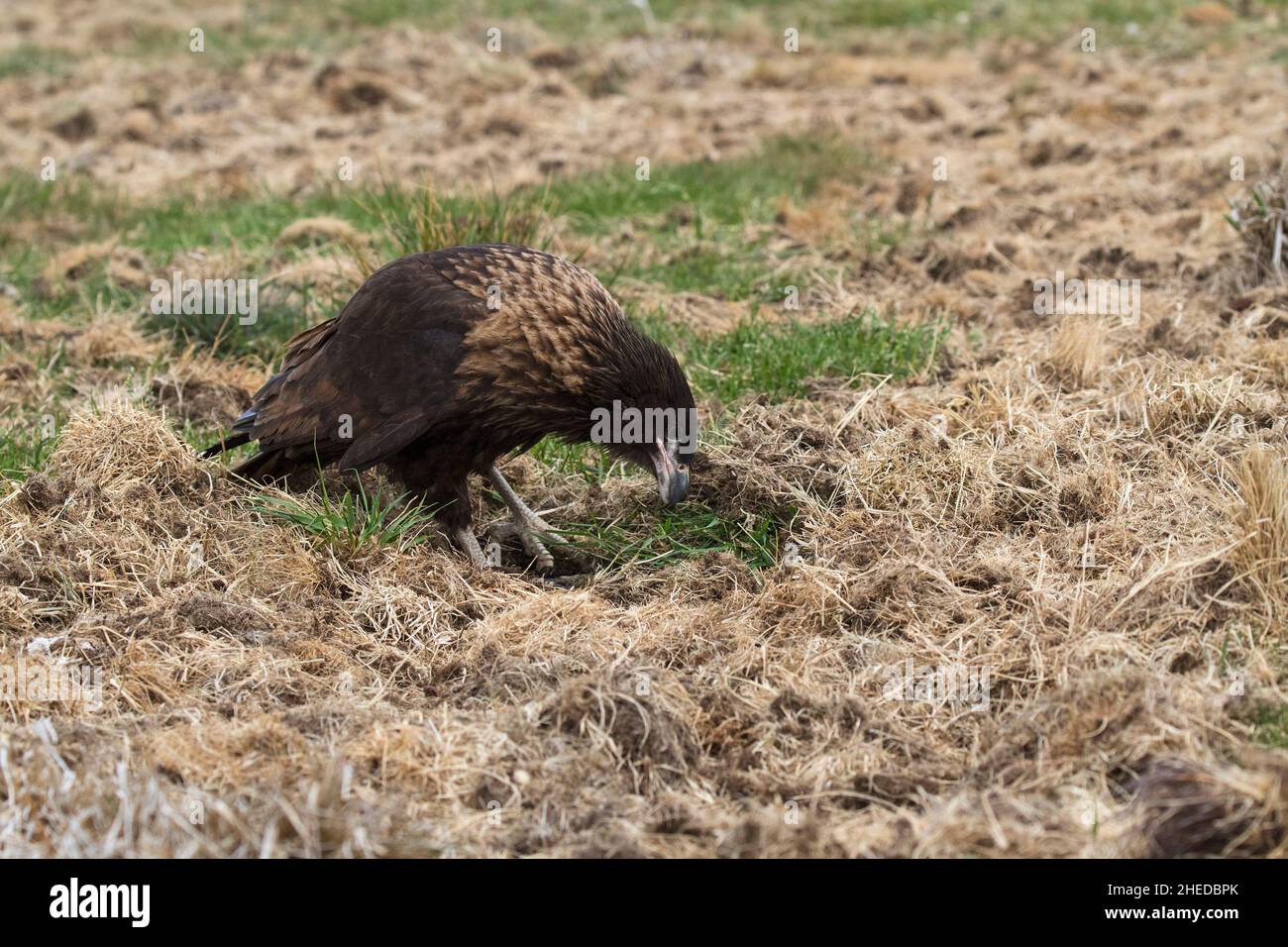 Caracara striato Phalcoboenus australis ricerca in erba per cibo Sealion Island Isole Falkland British Overseas territorio Dicembre 2016 Foto Stock
