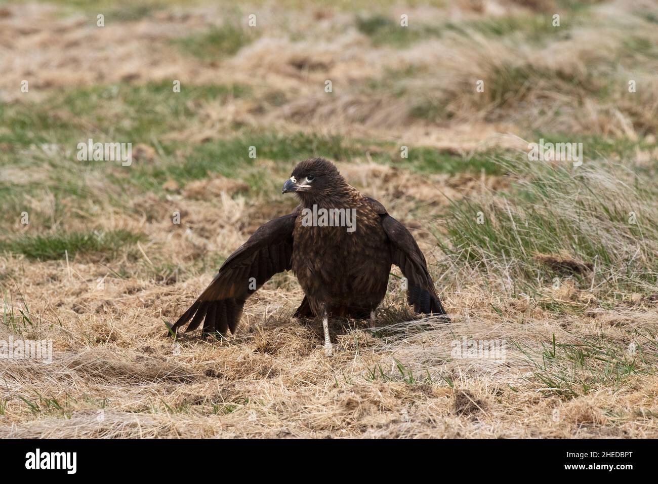 Caracara striato Phalcoboenus australis ricerca in erba per cibo Sealion Island Isole Falkland British Overseas territorio Dicembre 2016 Foto Stock