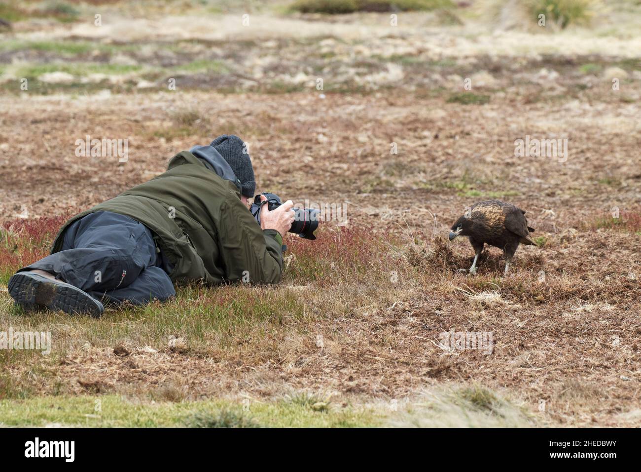 Caracara striato Phalcoboenus australis ricerca nella prateria ruvida per alimenti con il fotografo nelle vicinanze Sealion Island Isole Falkland British Overse Foto Stock