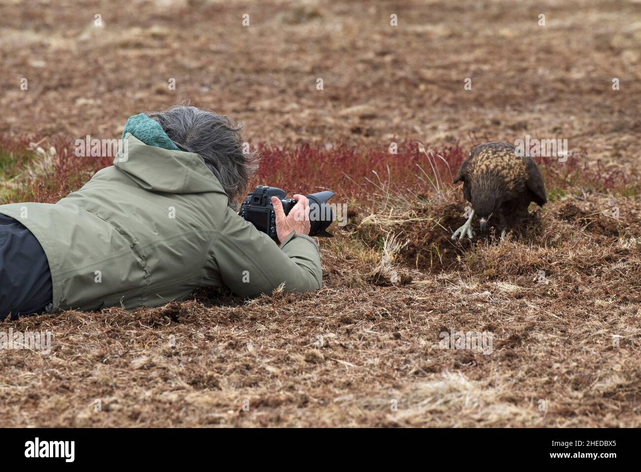 Caracara striata Phalcoboenus australis alla ricerca di cibo in prateria grezza con il vicino fotografo, Sealion Island, Isole Falkland Foto Stock