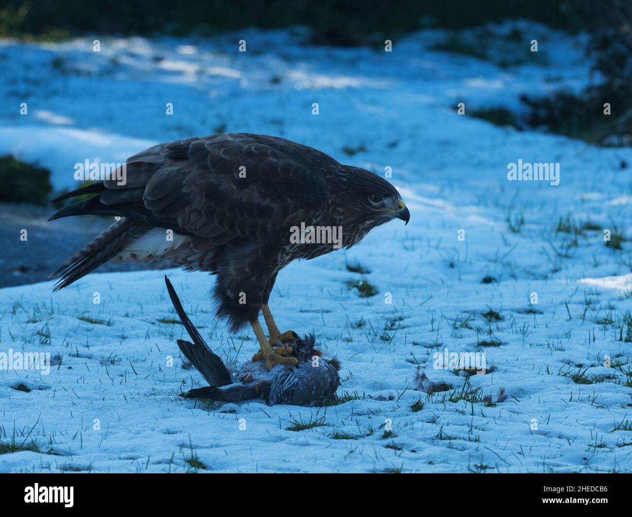 Comune poiana Buteo buteo alimentazione su un comune morto il colombaccio Columba palumbus su una coperta di neve giardino prato, Ringwood, Hampshire, Inghilterra, Regno Unito, Febr Foto Stock