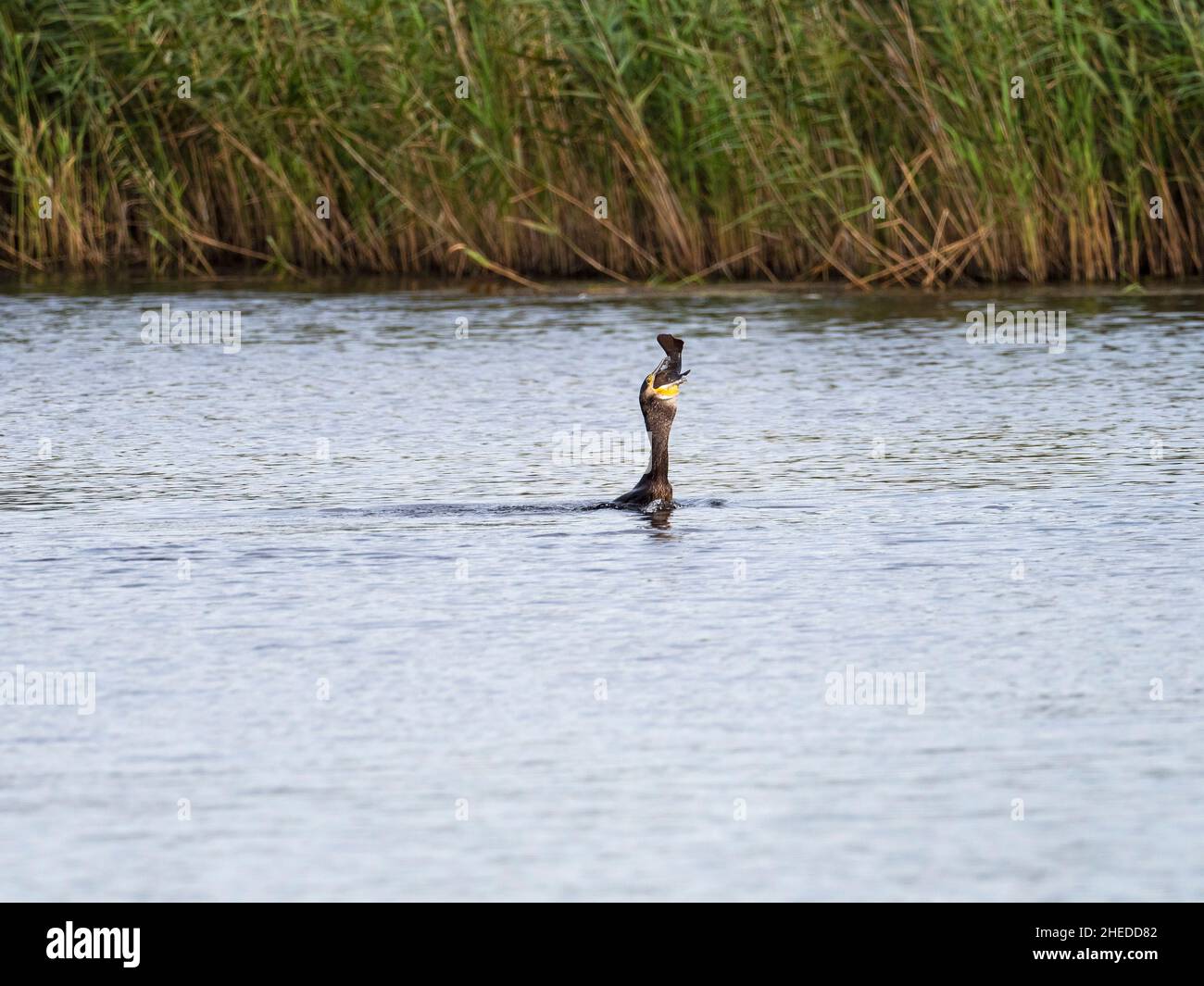 Grande cormorano Phalacrocorax carbo inghiottendo un grande tinca tinca tinca tinca tinca, da Nord Hide, Westhay Moor Riserva Naturale Foto Stock