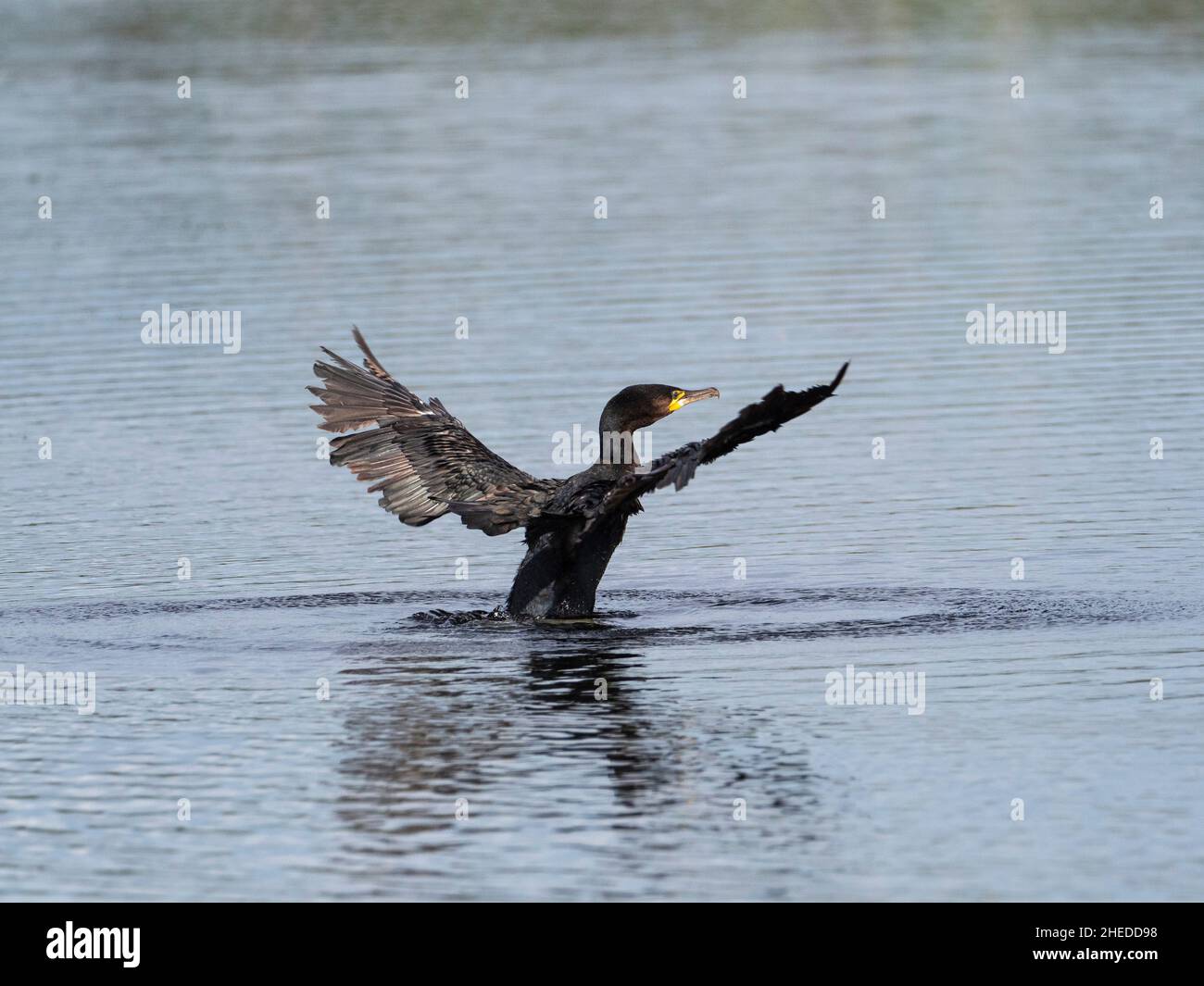 Grande cormorano Phalacrocorax ala carbo mentre nuotano, di fronte a North Hide, Westhay Moor Nature Reserve, Somerset Wildlife Trust Reserve Foto Stock