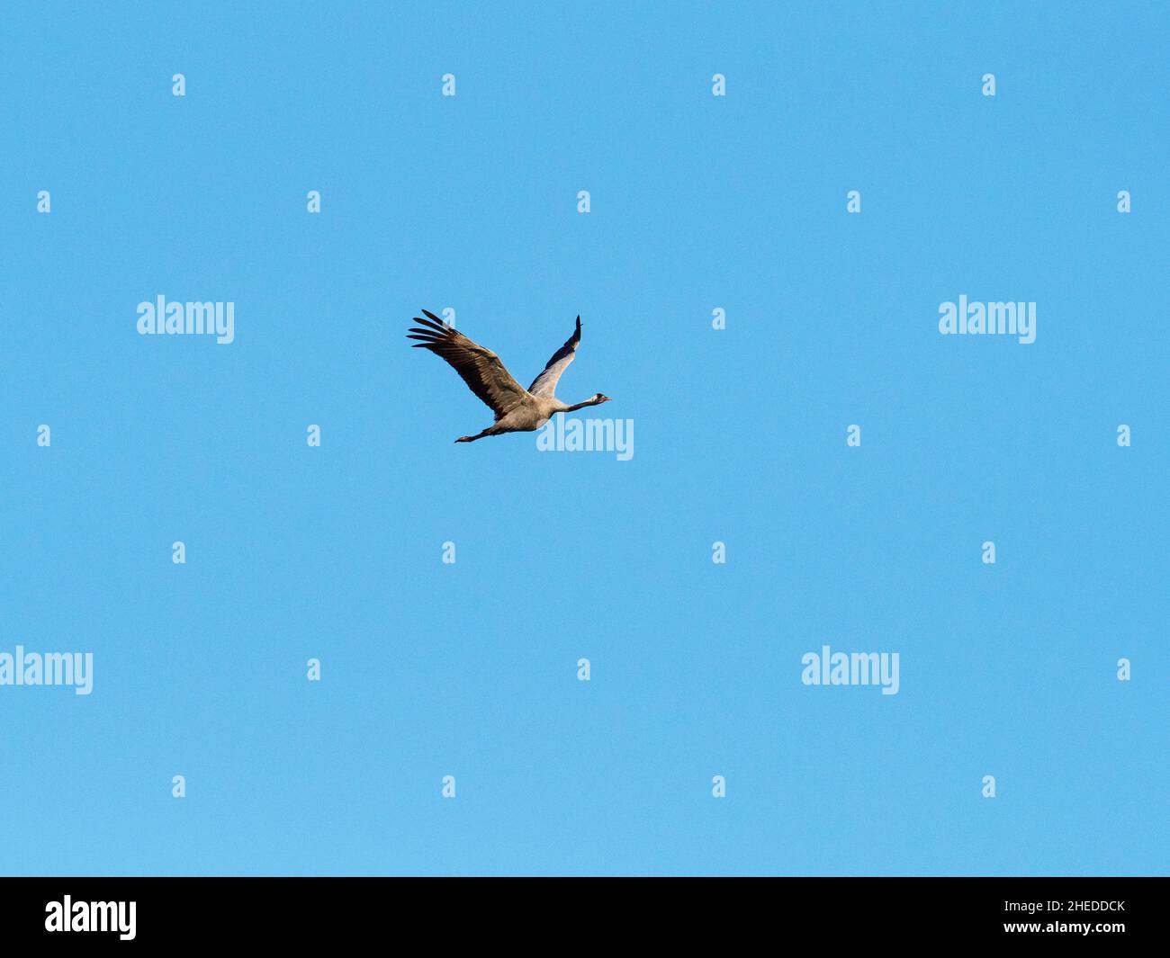 Gru comune Grus grus singolo uccello in volo vicino a Oath, Somerset livelli e Mori, Somerset, Inghilterra, Regno Unito, settembre 2019 Foto Stock
