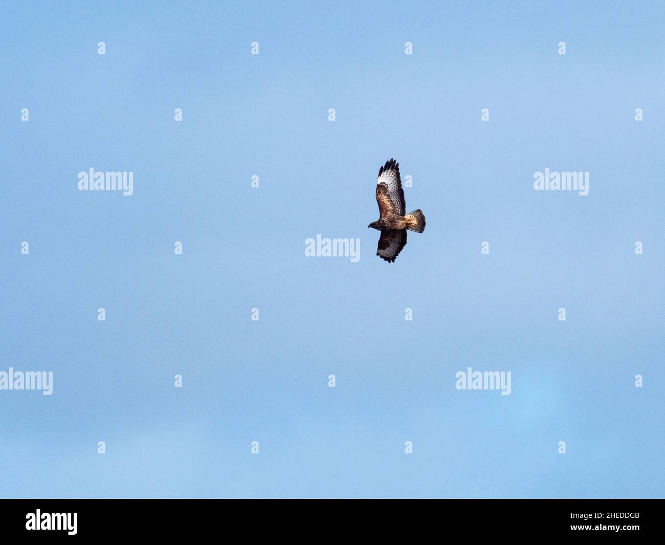 Buzzard Buteo comune in volo contro un cielo azzurro chiaro, da North Hide, Westhay Moor National Nature Reserve, Somerset Wildlife Trust Reserve Foto Stock