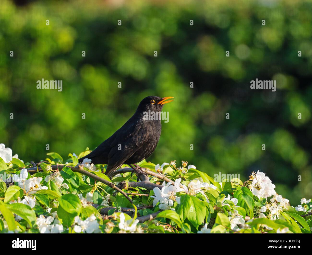 Comune Blackbird Turdus merula, canti maschili, arroccato su un albero di ciliegio piangente, Ringwood, Hampshire, Inghilterra, UK, Aprile 2020 Foto Stock