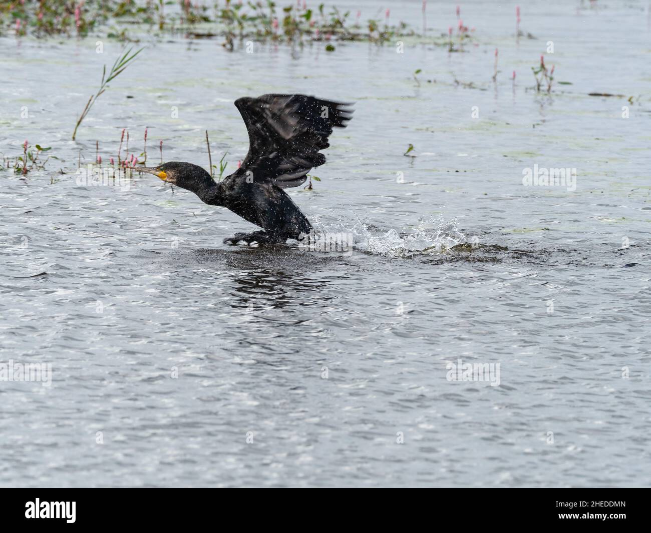 Grande cormorano Phalacrocorax carbo decollo da acqua, il lago Canada, Shapwick Heath National Nature Reserve, Avalon Marshes Foto Stock