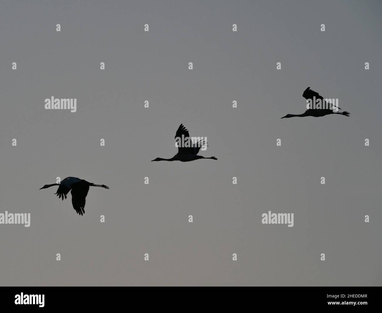 Gru comune Grus grus in volo alla luce del mattino presto, da Black Sock Overbridge, vicino Stathe, Somerset Levels and Moors, Somerset, Inghilterra, Regno Unito Foto Stock