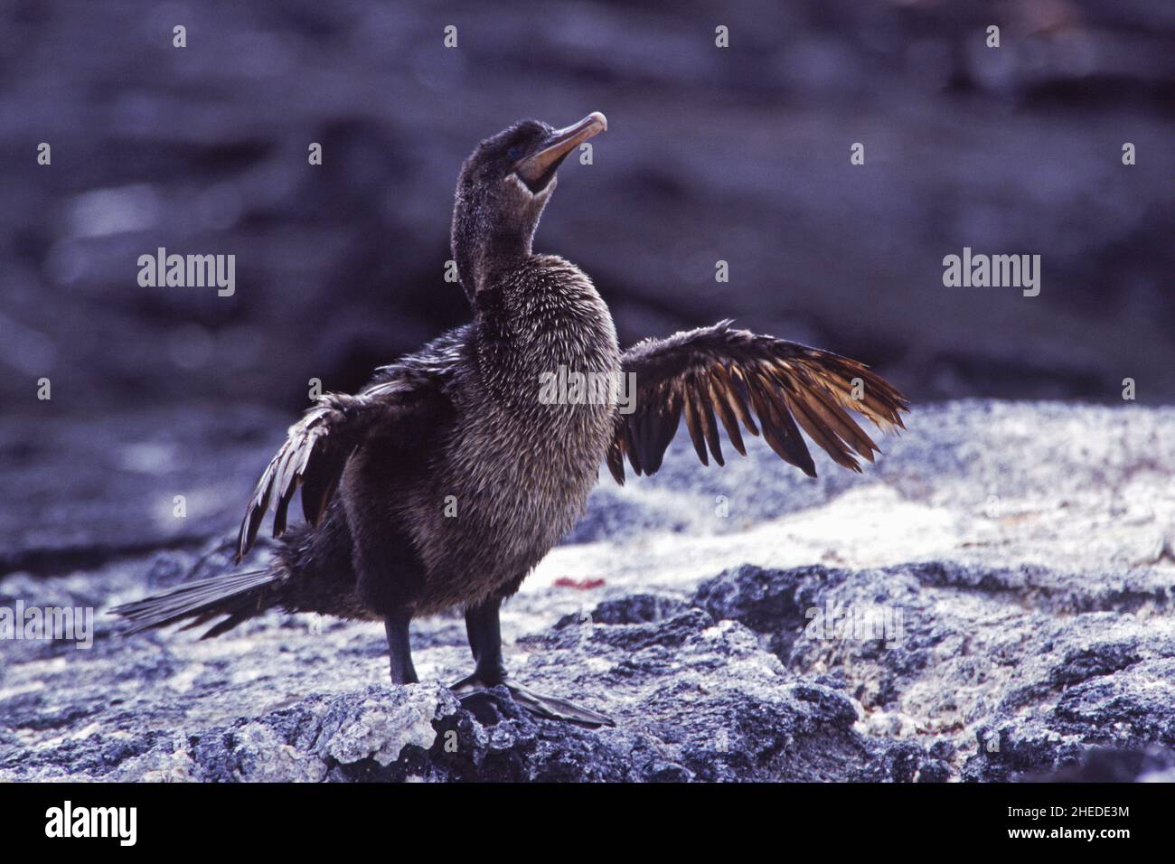 Cormorano senza luce Nannopterum harrisi alare-drying, Galapagos, Ecuador, Sudamerica Foto Stock