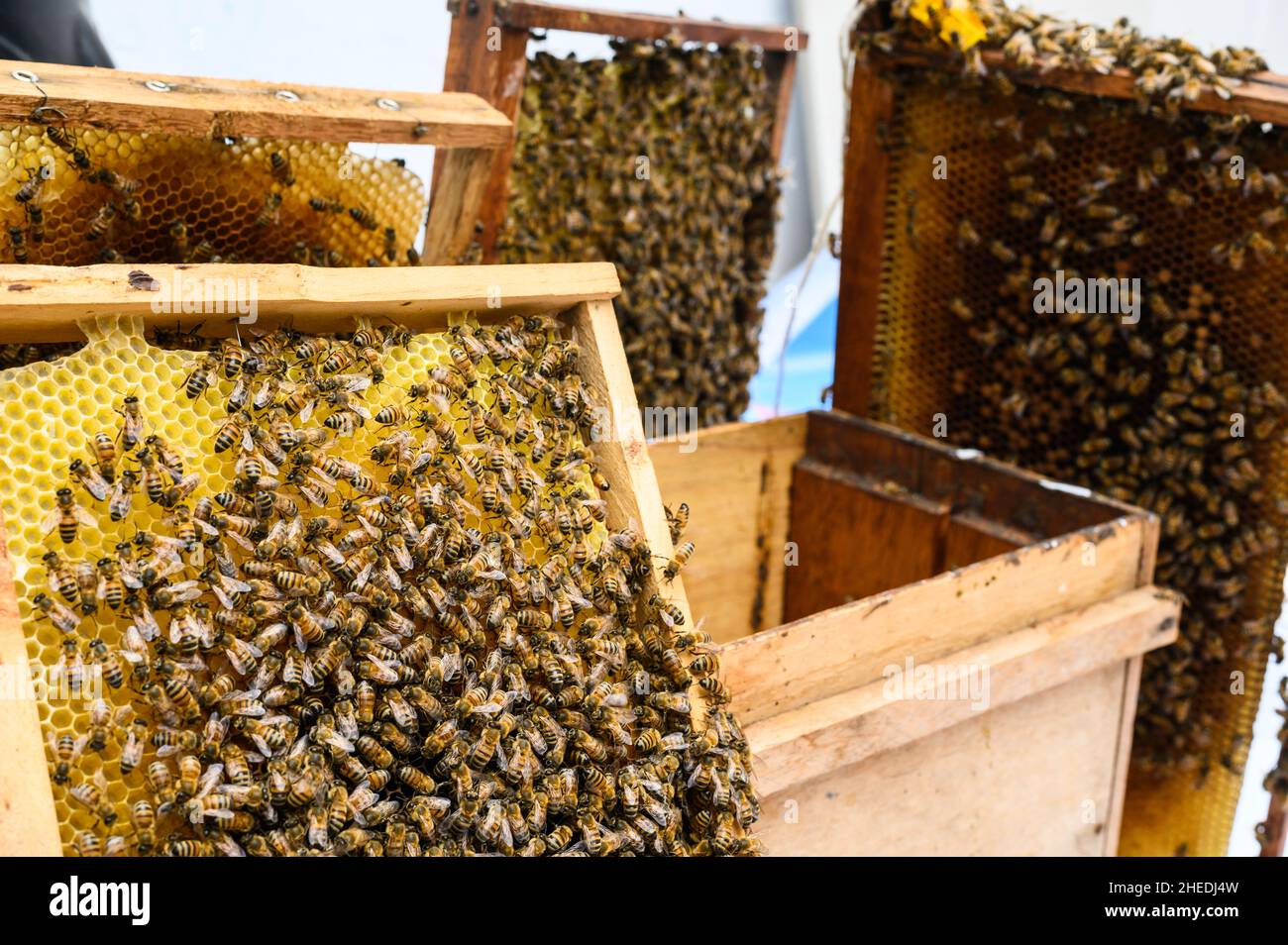 Gruppo di api nel loro habitat naturale Foto Stock