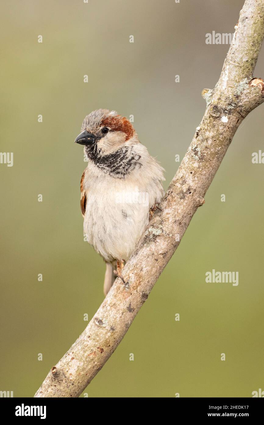 Maschio invasivo Casa Sparrow appollaiato su un arto albero. Foto Stock