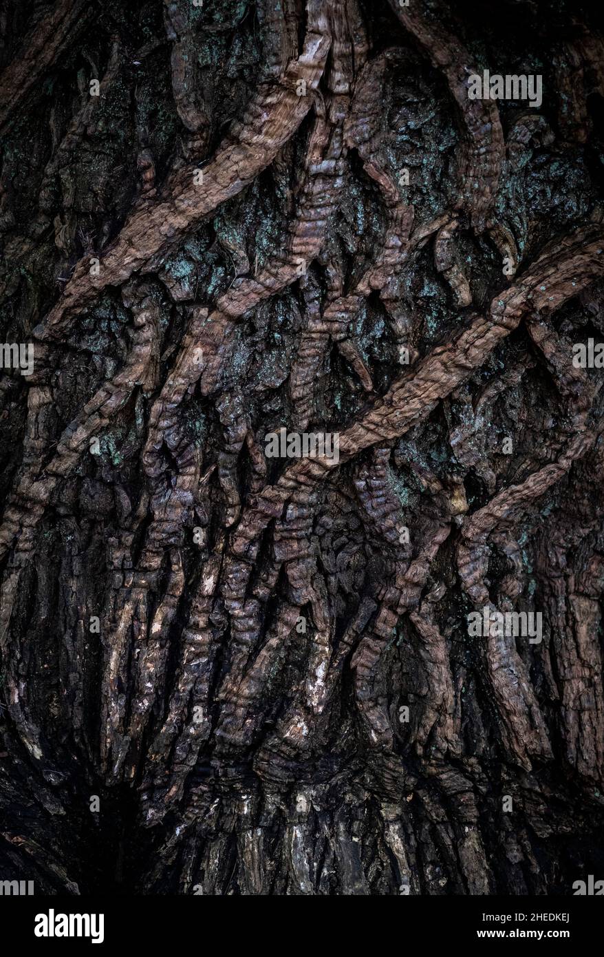 Giorni bui di inverno, ma la tessitura della corteccia su alberi antichi mostra attraverso il buio ed è la prova dei molti inverni che l'albero ha visto. Foto Stock