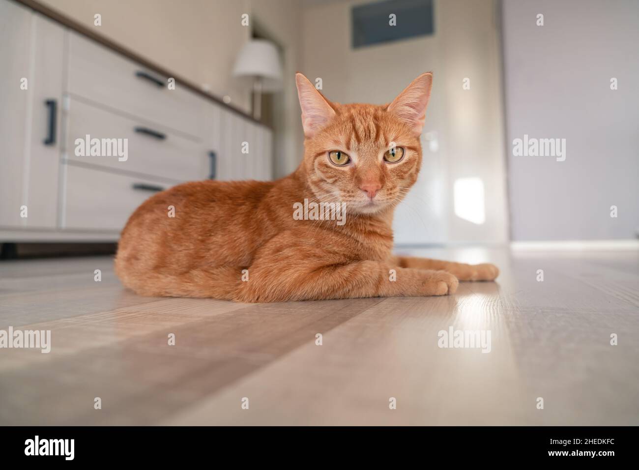 Bellissimo gatto guardando direttamente la fotocamera, sfondo morbido colorato Foto Stock
