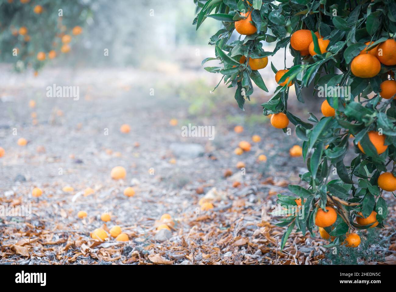 Frutteto di agrumi con frutta coltivata su alberi e distesa a terra, con spazio copia Foto Stock