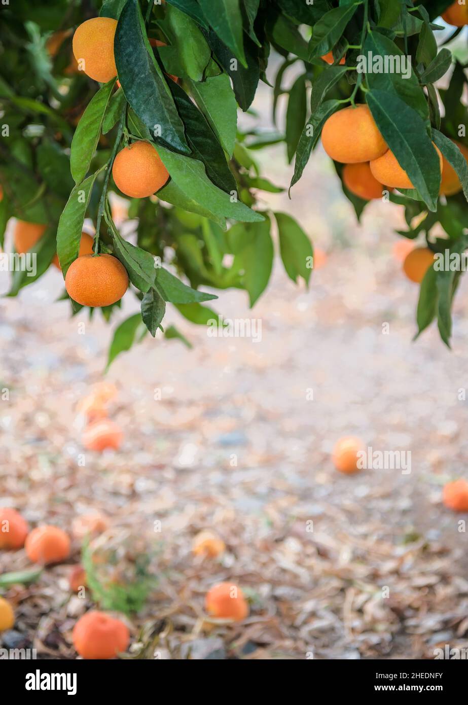 Arance di mandarino mature su un ramo e giacenti su un terreno in frutteto di agrumi, colpo verticale Foto Stock