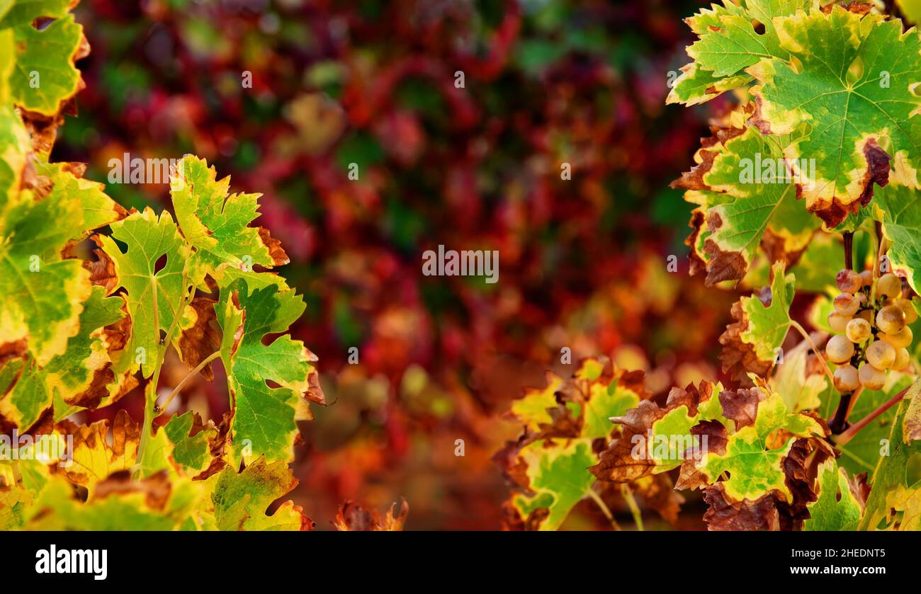 Colori vivaci delle foglie di vite, sfondo autunnale al vigneto con spazio copia Foto Stock