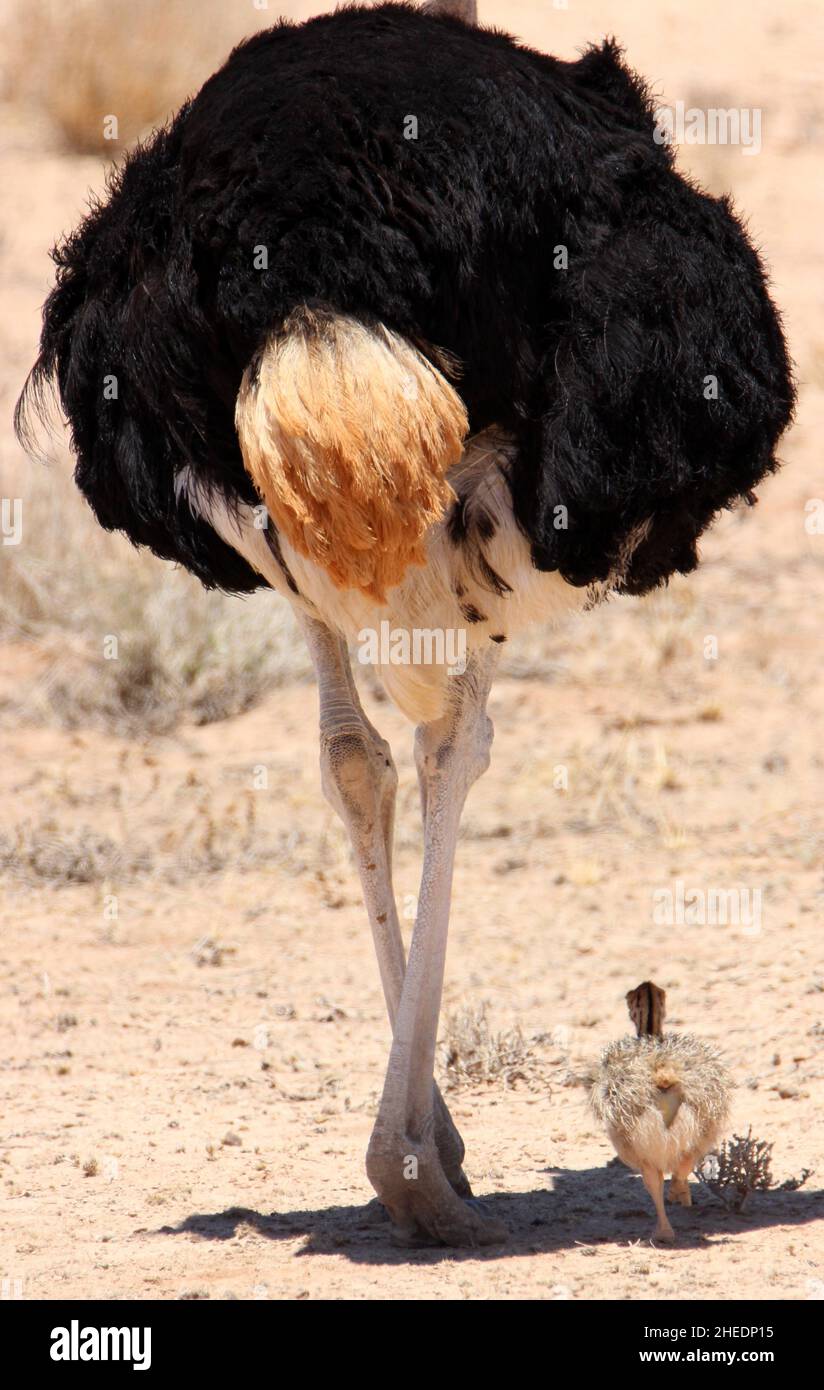 Papà Ostrich con il pulcino nel Kgalagadi Foto Stock