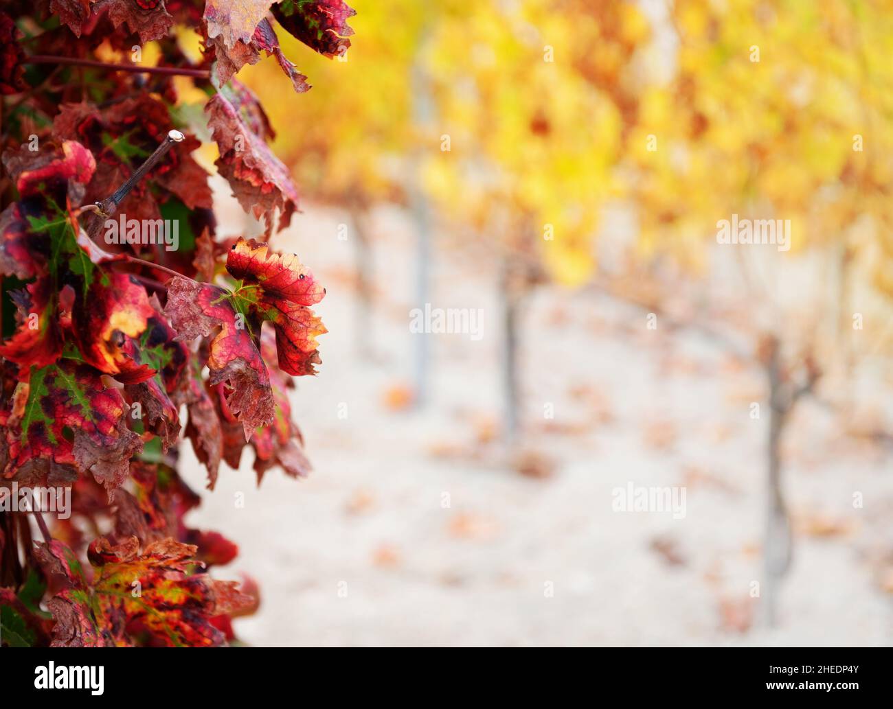 Rosso autunno vite foglie primo piano con fila di piante di vite giallo in sfondo fuori fuoco, spazio copia Foto Stock