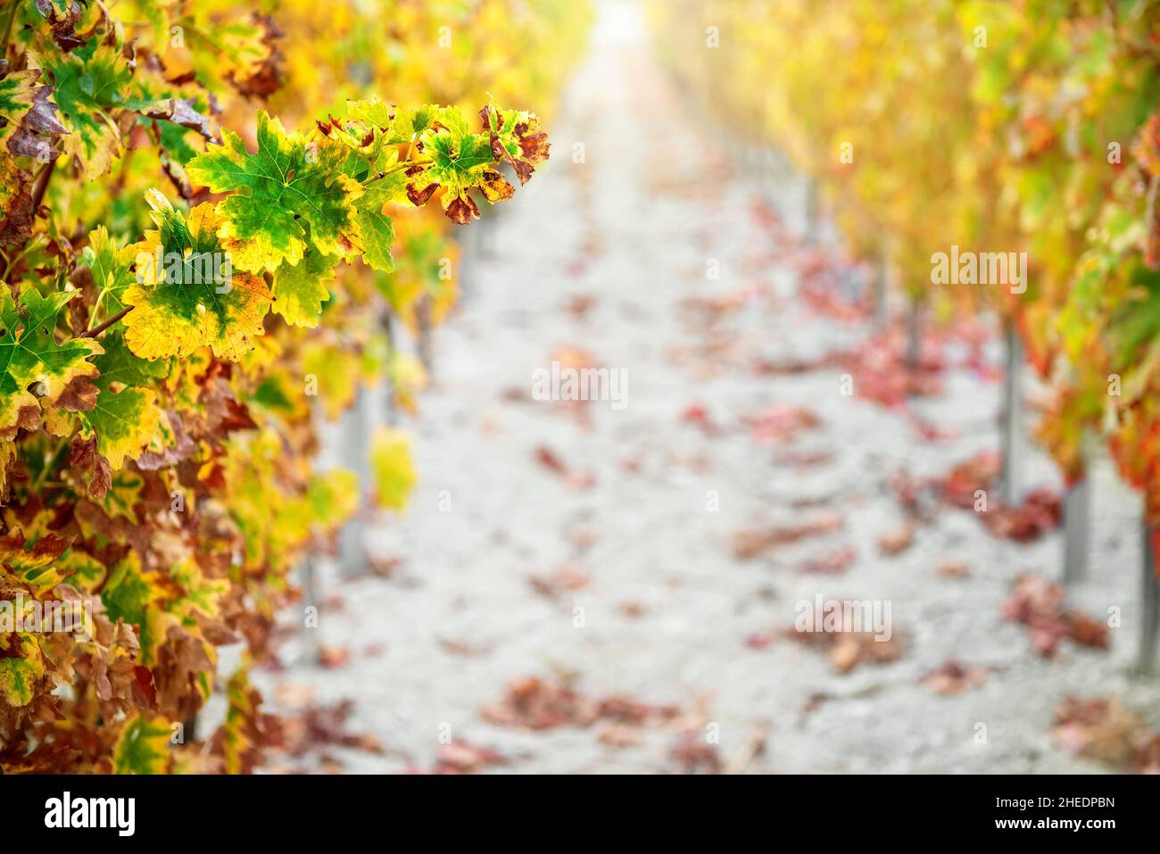 Sfondo vigneto in autunno con foglie colorate gialle Foto Stock