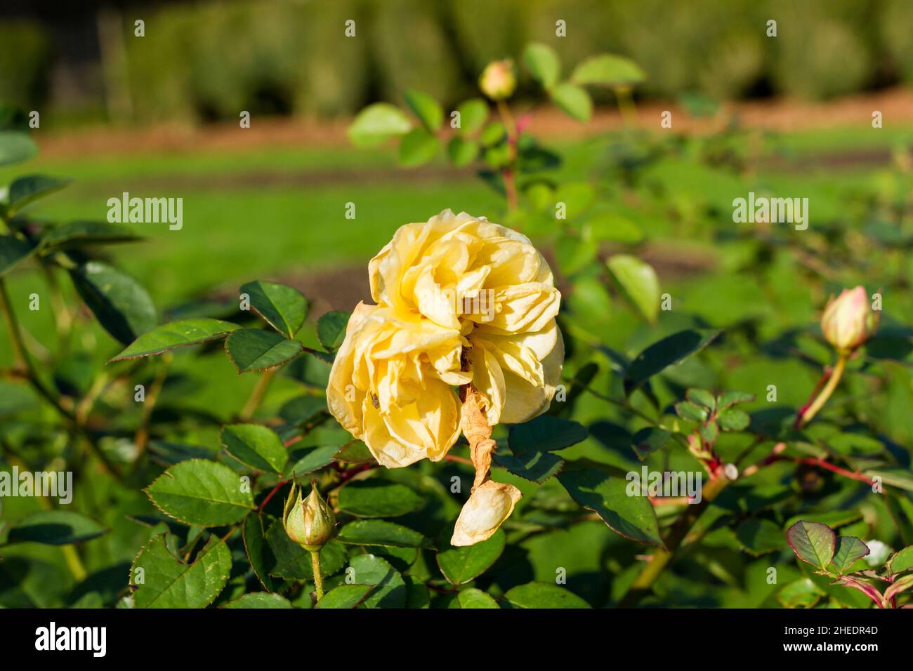 Giardino giallo morto rosa in inverno, Inghilterra, Regno Unito Foto Stock