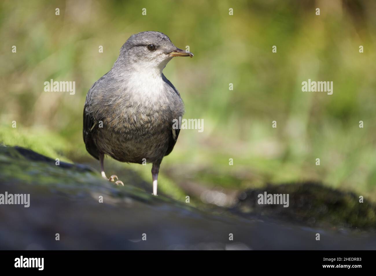 American dipper (Cinclus mexicanus) che alimenta il ruscello subalpino, Anderson Lakes, North Cascade Mountains, Whatcom County, Washington, USA Foto Stock