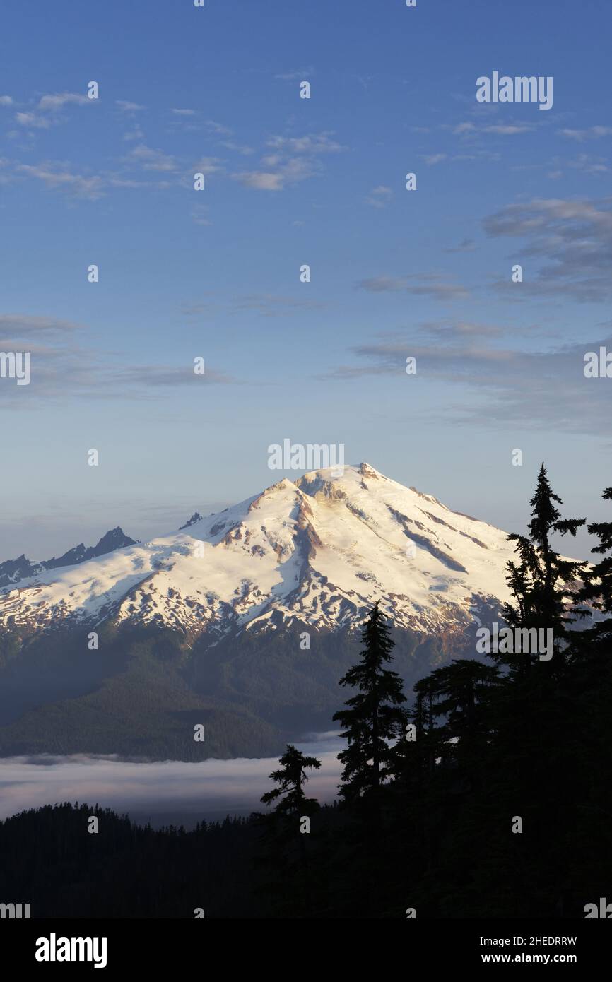 Mount Baker all'alba con alberi sillotonati in primo piano, Mount Baker-Snoqualmie National Forest, Whatcom County, Washington, USA Foto Stock