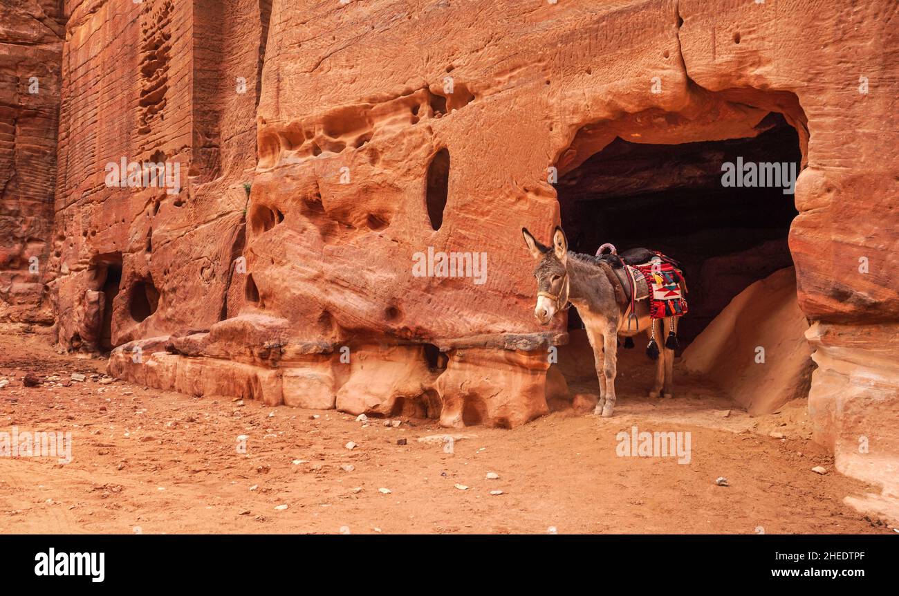 Asino in attesa in pietra muro grotta a Petra, Giordania. Questi animali sono usati per trasportare il turista ai luoghi di interesse turistico alti in montagna Foto Stock