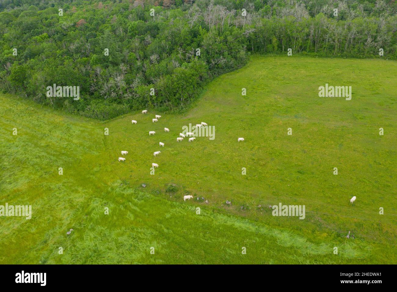 Questa foto di paesaggio è stata scattata in Europa, Francia, Borgogna, Nievre, Morvan, in estate. Vediamo le mucche in mezzo a campi e foreste, sotto il Foto Stock