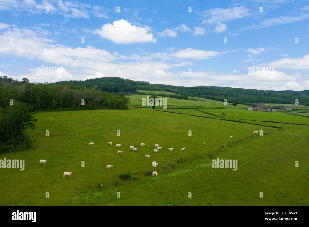 Questa foto di paesaggio è stata scattata in Europa, Francia, Borgogna, Nievre, Morvan, in estate. Vediamo le mucche in un prato ai margini di una foresta, sotto il Sole. Foto Stock