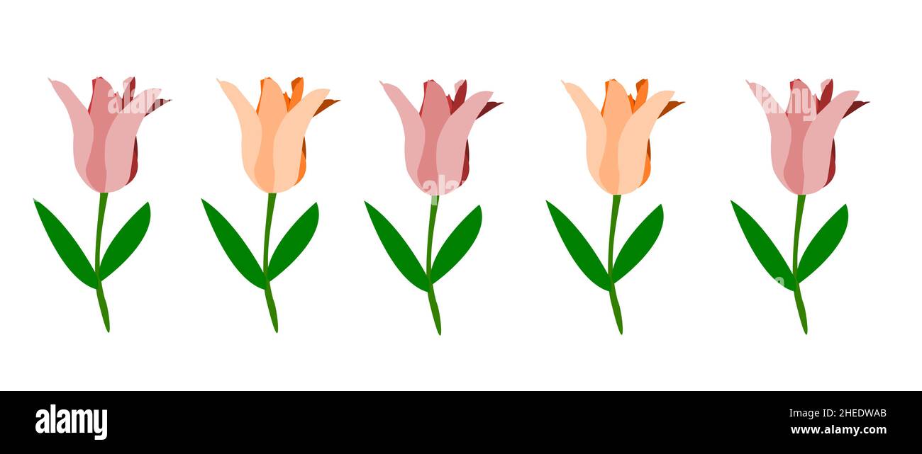 cinque tulipani arancioni e rosa su sfondo bianco Illustrazione Vettoriale