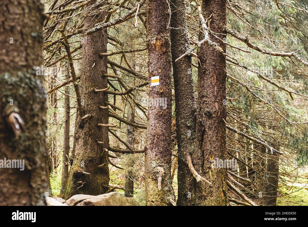 Vecchi alberi secchi nella foresta uccisi da coleotteri di corteccia. Cambiamenti climatici e perdita di biodiversità. Foto Stock
