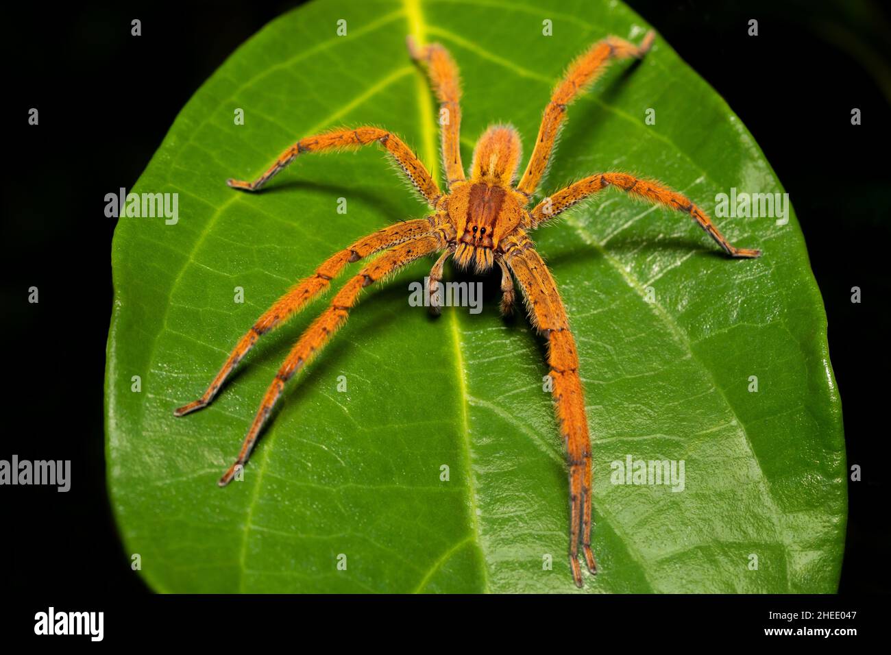 Ragno vagante (Cupiennius getazi, Ctenidae)) ragno grande che si aggira di notte in cerca di preda. Sotto gli occhi si trovano le potenti ganasce chiamate che Foto Stock